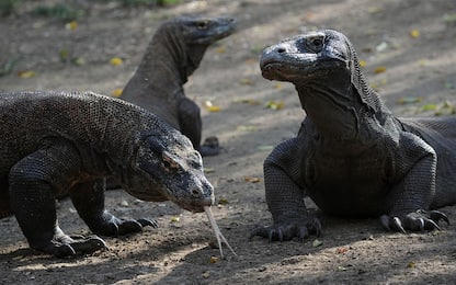 Indonesia lascia aperta ai turisti l'isola di Komodo