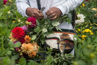 A "silletero" picks flowers in Santa Elena, near Medellin, Colombia, on August 9, 2018 ahead of the weekend's Silleteros Parade. - The traditional Silleteros Parade, which takes place on August 12 is the main event of Medellin's Flower Festival. (Photo by Joaquin SARMIENTO / AFP)        (Photo credit should read JOAQUIN SARMIENTO/AFP via Getty Images)