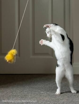 Le foto dei 40 finalisti all'Animal Friends Comedy Pet Photo Awards