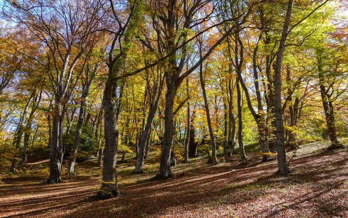 abruzzo tre bambini cresciuti isolati nel bosco interviene la procura da Tg24.sky.it abruzzo tre bambini cresciuti isolati nel bosco interviene la procura