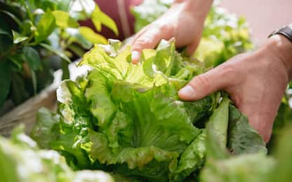 Rischio Listeria, diversi lotti di insalata ritirati: ecco quali sono