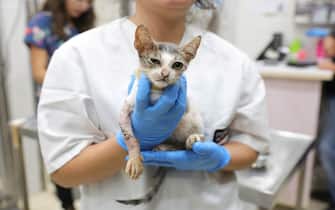 epa10934409 A three-month old cat found in Kibbutz Nir Yitzhak with a lost arm during the Hamas attack, receives treatment at the Hebrew University Veterinary Hospital in Rishon Lezion, Israel, 23 October 2023. The veterinary service in Israel together with hundreds of volunteers evacuated hundreds of injured pets to the veterinary hospitals throughout the country, after Hamas militants launched an attack against Israel from the Gaza Strip on 07 October. More than 4,500 Palestinians and 1,400 Israelis have been killed, according to the Israel Defense Forces (IDF) and the Palestinian health authority, since Hamas militants launched an attack against Israel from the Gaza Strip on 07 October.  EPA/ABIR SULTAN
