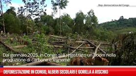 Deforestazione in Congo, alberi secolari e gorilla a rischio