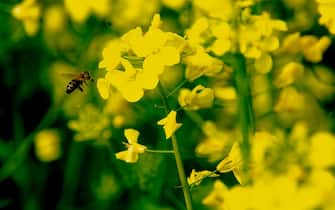 A bee is seen approaching a rapeseed field in Wesseling, Germany, on April 26, 2023 (Photo by Ying Tang/NurPhoto via Getty Images).