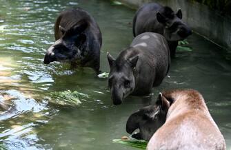 I tapiri sudamericani si rinfrescano con le verdure nella piscina dello zoo BioParco di Roma, Italia, 19 luglio 2023.
South American tapirs refresh with vegetables in the BioParco zoo pool in Rome, Italy, 19 July 2023. ANSA/RICCARDO ANTIMIANI