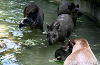 I tapiri sudamericani si rinfrescano con le verdure nella piscina dello zoo BioParco di Roma, Italia, 19 luglio 2023.
South American tapirs refresh with vegetables in the BioParco zoo pool in Rome, Italy, 19 July 2023. ANSA/RICCARDO ANTIMIANI