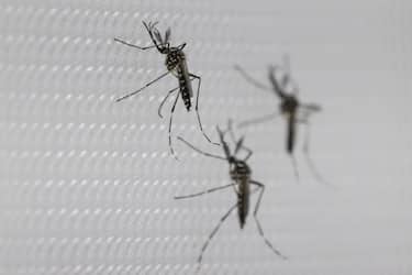 Genetically modified Aedes aegypti mosquitos at the Oxitec facilities in Campinas, Sao Paulo state, Brazil, on Monday, March 11, 2024. As Brazil faces a major dengue outbreak - the country has seen more than 530,000 possible cases in the first six weeks of 2024 - and a limited number of vaccines, Oxitec Ltd. is working to combat the outbreak by developing technology that genetically modifies male mosquitos to carry self-limiting genetic code that prevents offspring from surviving to adulthood. Photographer: Jonne Roriz/Bloomberg via Getty Images