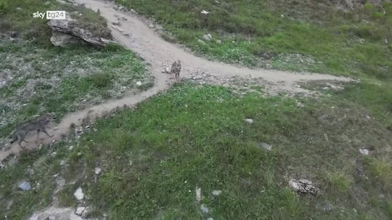 valle d aosta le immagini dei lupi in val di rh234mes