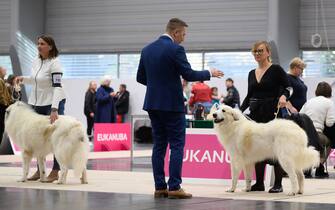 epa10957334 Judges examine the dogs during the International Dog Show 2023 at the Poznan International Fair in Poznan, Poland, 04 November 2023. Dog lovers and enthusiasts, during the three day event, can enjoy showcasing 250 dog breeds and also explore stands presenting numerous accessories for dogs.  EPA/JAKUB KACZMARCZYK POLAND OUT