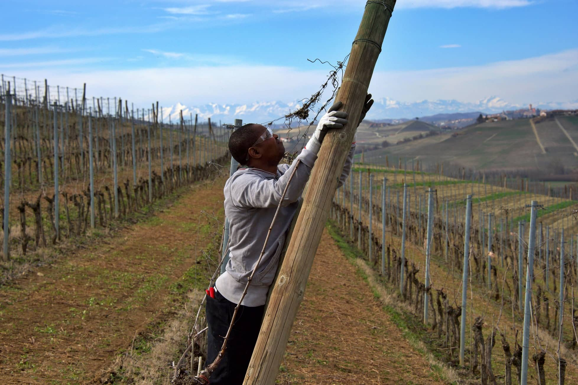 Un partecipante di Accademia della Vigna intento a lavorare nei vigneti delle Langhe