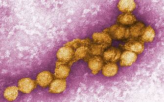 west nile virus