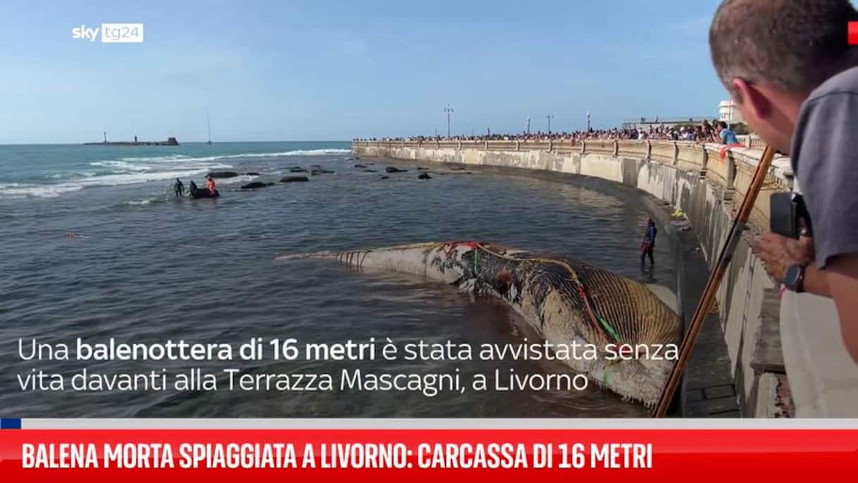 Balena spiaggiata alla Terrazza Mascagni
