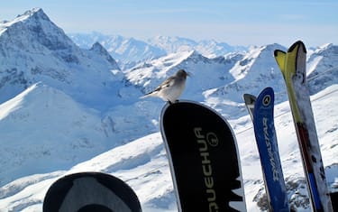 MONTAGNE INNEVATE E SPORT INVERNALI, SCIATORI ED IMPIANTI DI RISALITA IN VALSESIA E VAL DI GRESSONEY, NELLA FOTO SCI E SNOWBOARD (PASSO SALATI - 2012-02-06, Marco Dona / Fotogramma) p.s. la foto e' utilizzabile nel rispetto del contesto in cui e' stata scattata, e senza intento diffamatorio del decoro delle persone rappresentate