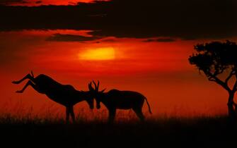 Savana in Kenya