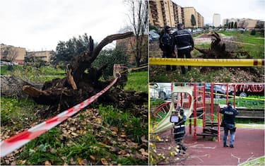 Albero caduto Roma Colli Aniene