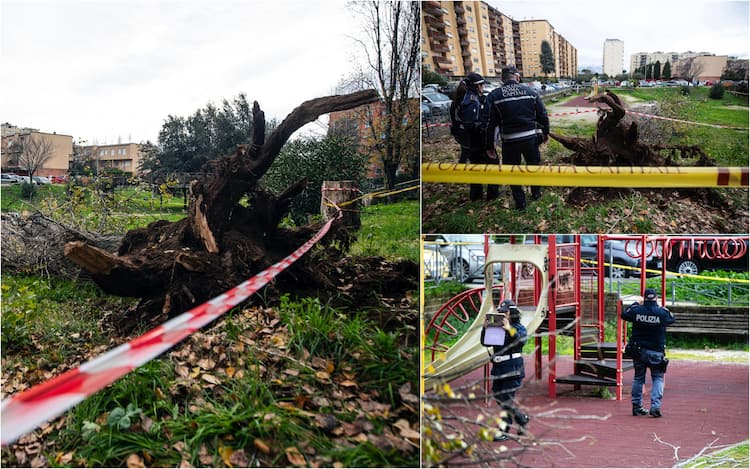 Albero caduto Roma Colli Aniene