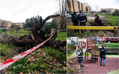 Albero caduto Roma Colli Aniene