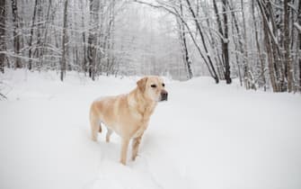A Yellow Labrador Retriever (yellow lab) dog walks in the snow during a snow storm in Hastings Highlands, Ontario, Canada.