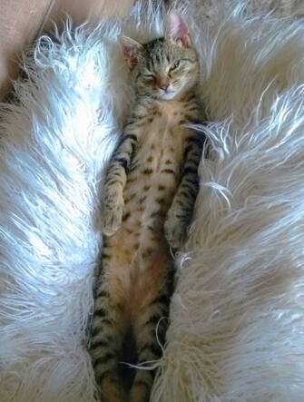 Le foto dei 40 finalisti all'Animal Friends Comedy Pet Photo Awards