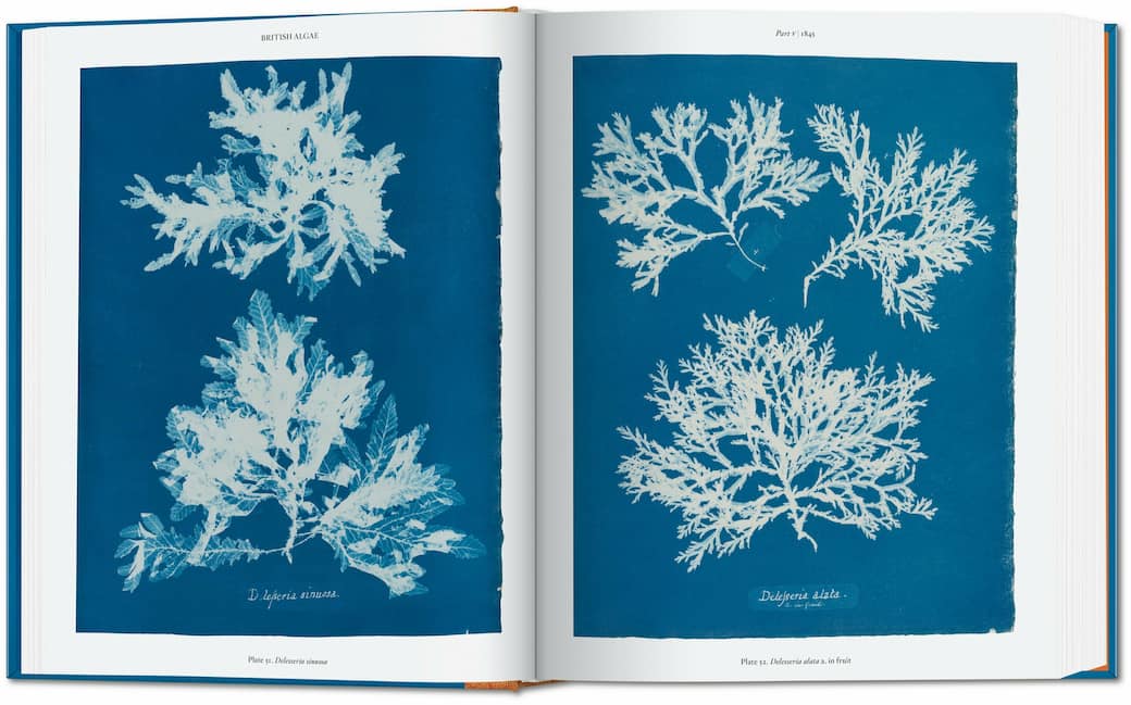 atkins_cyanotypes_cl_int_open001_106_107_08133_2303071456_id_1418970.jpeg