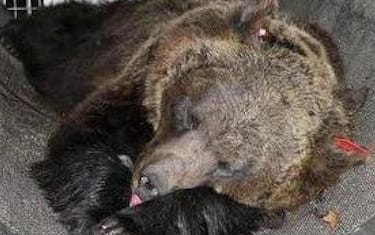 Un'immagine dell'orsa JJ4, che Ë stata catturata nella notte, postata dal presidente della provincia di Trento, Maurizio Fugatti. ++++ TWITTER/MAURIZIO FUGATTI +++ ATTENZIONE LA FOTO NON PUO' ESSERE RIPRODOTTA SENZA L'AUTORIZZAZIONE DELLA FONTE CUI SI RINVIA +++