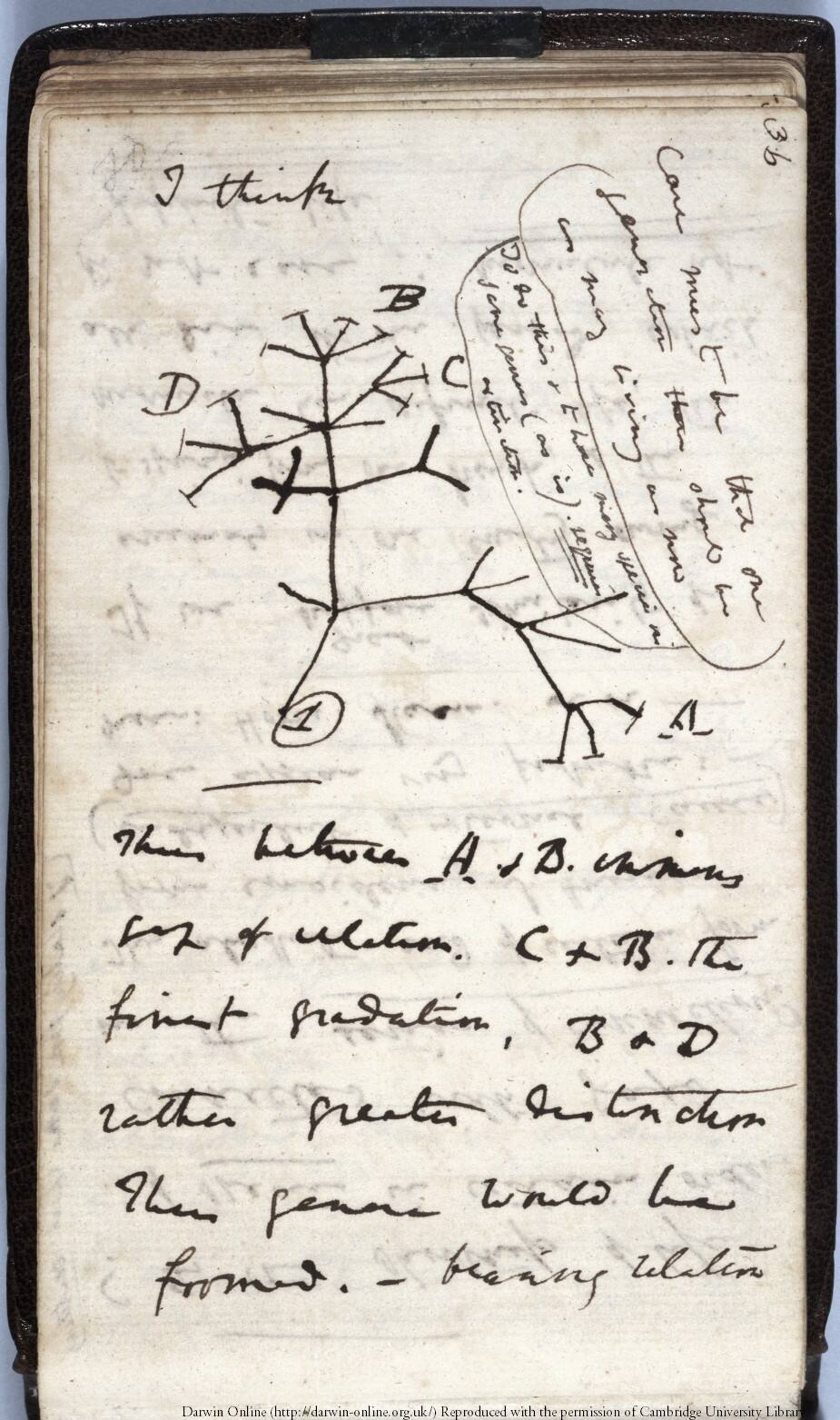 Tree-of-Life-sketch.-Please-credit-Cambridge-University-Library.jpg