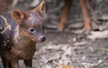 Nato cerbiatto "Pudu puda" a New York