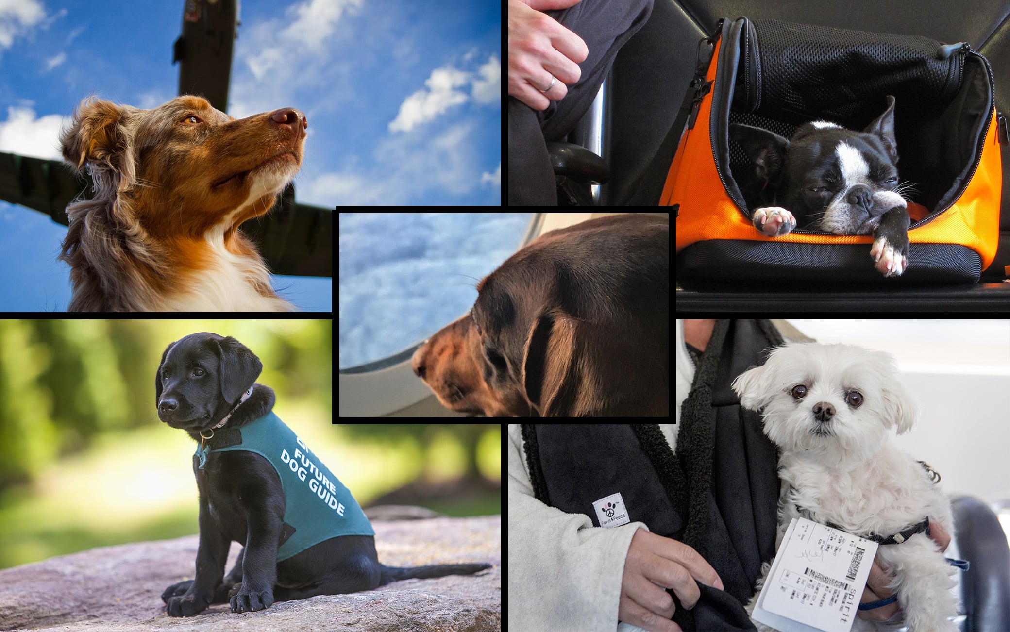 Giornata mondiale del cane: gli accessori pet-friendly -  News
