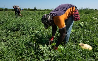 Un lavoratore agricolo