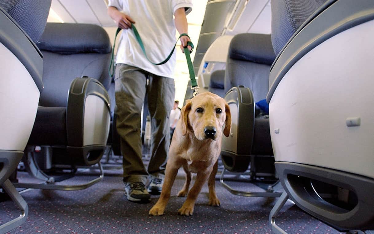 Aerei, da oggi anche i cani di taglia grande possono salire a bordo. Ecco le nuove regole