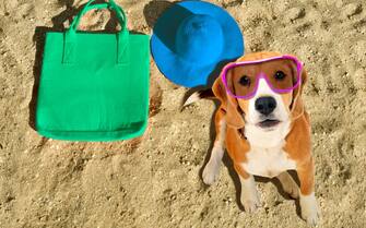 Portrait of a  funny Beagle dog in sunglasses sitting on the beach
