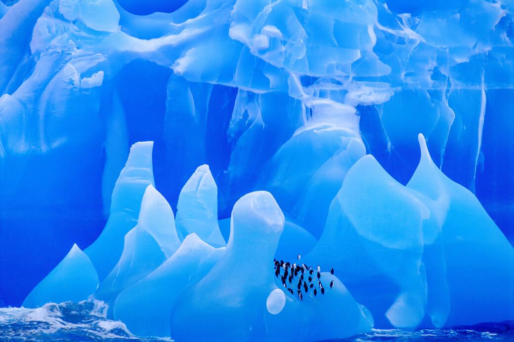 Un_gruppo_di_pinguni_sottogola_su_un_iceberg_Antartide_2009._©_Frans_Lanting.jpg