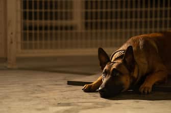 Lulu the Belgian Malinois, "Dog" (2022). Photo credit: Hilary Bronwyn Gayle/ MGM/ THA
