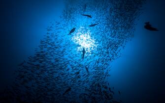 school of fish on backlight