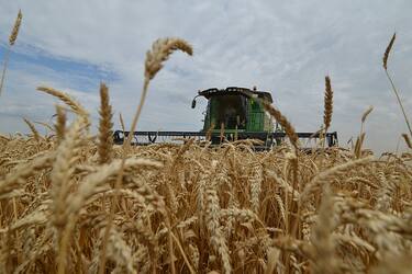 Farmers bring in the harvest with their combine harvesters on a wheat field in the southern Russian Stavropol region on July 9, 2014. AFP PHOTO / DANIL SEMYONOV        (Photo credit should read DANIL SEMYONOV/AFP via Getty Images)