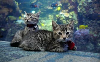April 20, 2020, Atlanta, Georgia, United States: An adorable litter of kittens got to take the field trip of a lifetime by exploring an empty aquarium thanks to lockdown...Georgia Aquarium in Atlanta, Georgia is temporarily closed to help prevent the spread of the novel coronavirus, but recently opened up their doors to the furry visitors...The five felines - aptly named Nemo, Dory, Guppy, Bubbles, and Marlin - were brought to the aquarium from Atlanta Humane Society, a pet rescue charity...The month-old kittens ran around the empty aquarium and checked out its many displays, often looking around in wonder and even pawing at the glass as they watched all the fish. ..The adorable youngsters met tropical fish, jellyfish, and even sharks (from behind glass, of course)...â€œThey couldnâ€™t get enough of the beautiful Tropical Diver exhibit, and loooooved the jellies,â€&#x9d; says Georgia Aquarium...â€œWe hope their adorable adventure puts a smile on your face.â€&#x9d;..The kittens werenâ€™t the only pets to enjoy the fun field trip...Two of Atlanta Humane Societyâ€™s resident puppies also got a separate tour, 2 weeks before the kittens...Two-month-old pups, named Odie and Carmel, are captured playfully taking over the aquarium grounds, before ultimately getting tired-out and having a nap together by one of the fish tanks...Atlanta Humane Society came up with the idea to bring the puppies and kittens to the aquarium purely to provide a little joy to those who might be struggling during this trying time...Director of Marketing and Communications at the Atlanta Humane Society, Christina Hill says, â€œWe want to make sure that weâ€™re filling up your feed with all the cuteness we can provide.â€&#x9d;..Where: Atlanta, Georgia, United States.When: 20 Apr 2020.Credit: Georgia AquariumCover Images..**EDITORIAL USE ONLY. MATERIALS ONLY TO BE USED IN CONJUNCTION WITH EDITORIAL STORY. THE USE OF THESE MATERIALS FOR ADVERTISING, MARKETING OR ANY OTHER C