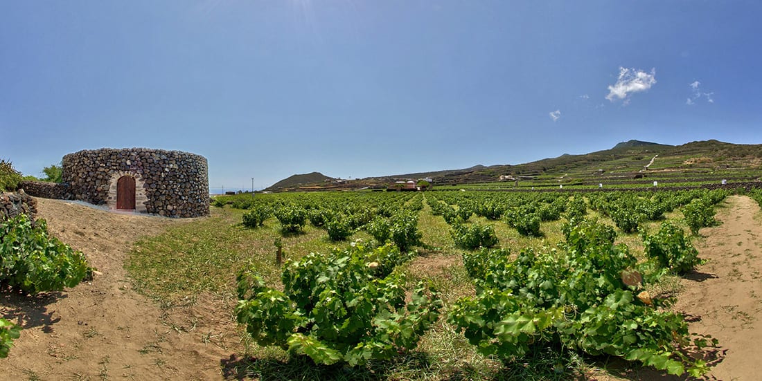 Pantelleria-TP-Giardino-Pantesco-di-Donnafugata_Foto-©-Vittorio-Ghelfi_2017.jpg