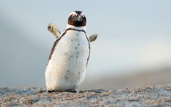 Jackass penguin, African penguin, Black-footed penguin (Spheniscus demersus), walking youn bird, front view, South Africa