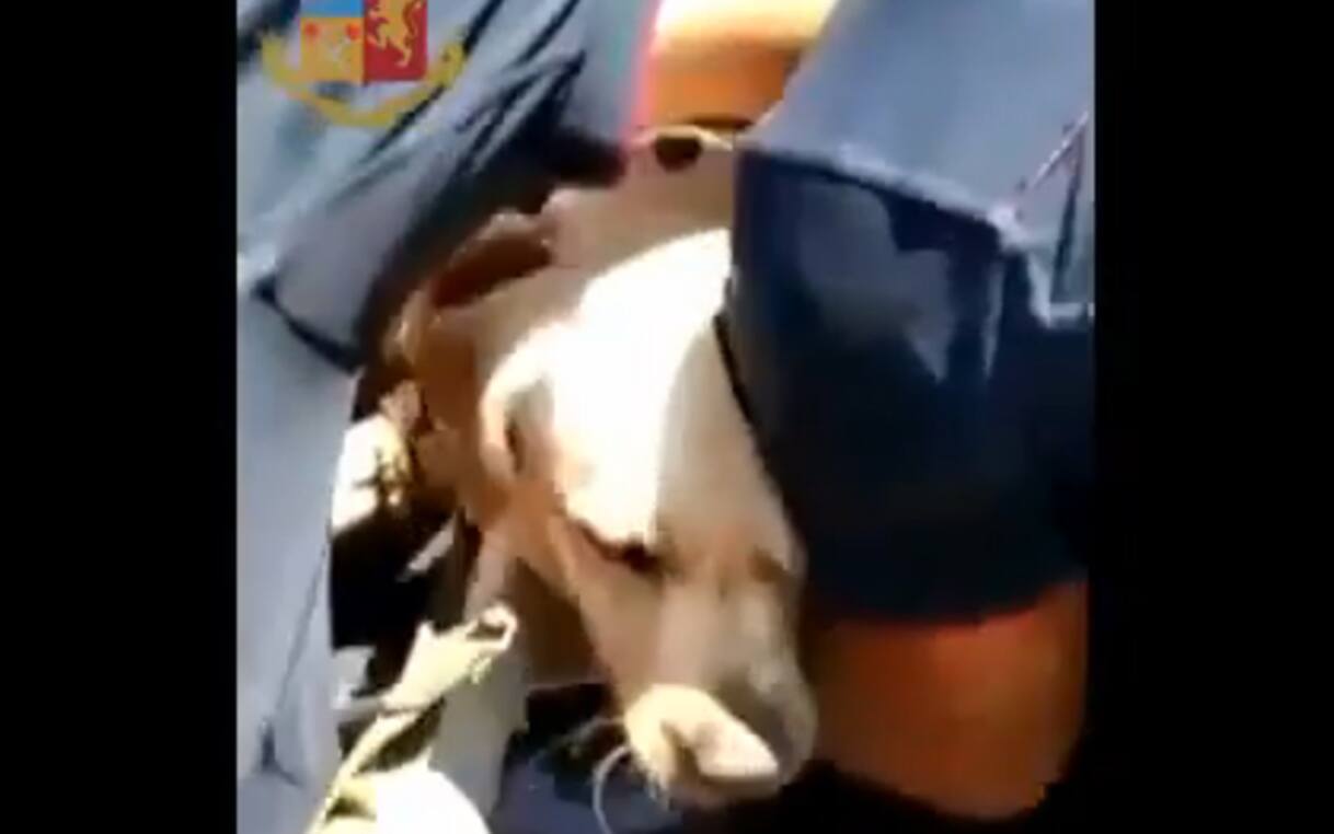 Napoli, cane chiuso in auto sotto il sole: lo salvano i poliziotti ...