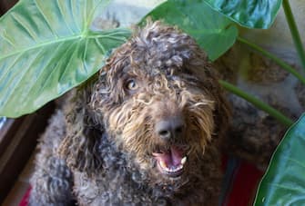 Brown dog under green leaf