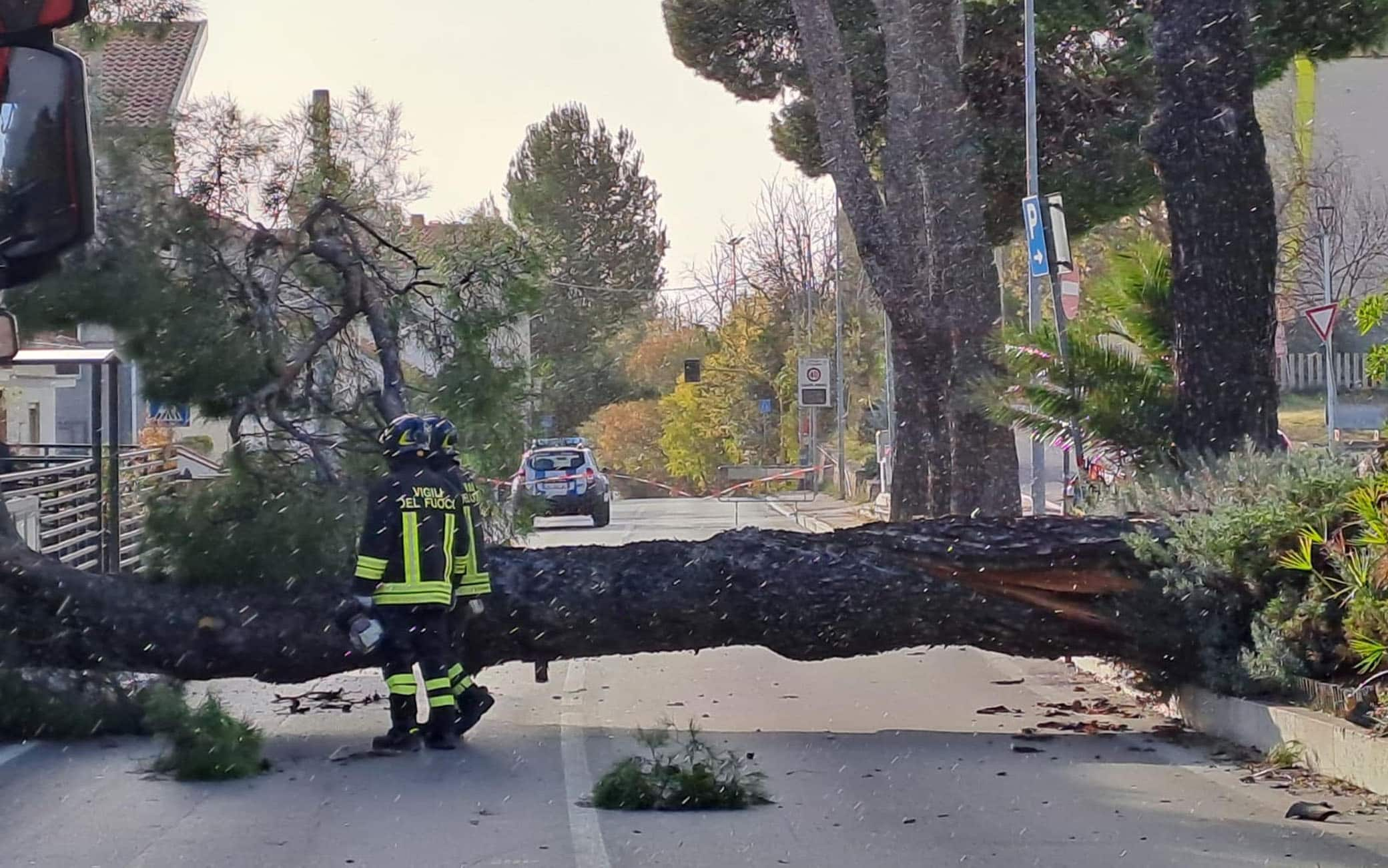 Maltempo, albero caduto a Spoltore