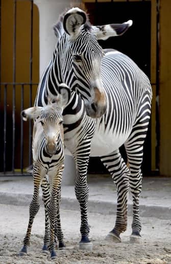 Fiocco rosa al Bioparco di Roma: è nata una femmina di zebra di Grevy, specie che rischia di scomparire dal Pianeta, in una immagine diffusa il 7 settembre 2023. Il parto è avvenuto nella notte tra il 2 e il 3 settembre. ANSA/ MASSIMILIANO DI GIOVANNI - UFFICIO STAMPA BIOPARCO DI ROMA ++HO - NO SALES EDITORIAL USE ONLY ++ NPK ++