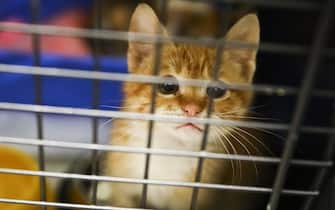 PRZEMYSL, POLAND - MARCH 06 : Cats from Ukraine are seen in cages at 'Ada', a pet clinic which is giving a shelter and veterinary assistance for animals that had lost their home and owners during the Russian attacks on Ukraine, in Przemysl, Poland on March 6, 2022. (Photo by Beata Zawrzel/Anadolu Agency via Getty Images)