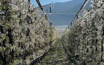 In Alto Adige la magia dei meleti ghiacciati. Irrigazione antibrina contro le gelate primaverili. 