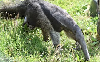 General View (UK`s First Diabetic Giant Anteater Fitted With Monitor)