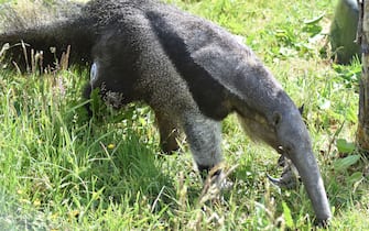 - Edinburgh, UK -20220629-

Vets and keepers at the Royal Zoological Society of Scotland (RZSS) are managing the first reported case of diabetes in a giant anteater at Edinburgh Zoo with a blood glucose monitor usually used on humans.  
The female named Nala appeared on the BBC Scotland series, Inside the Zoo, earlier this year exhibiting the same symptoms as people do before being diagnosed with the condition.  
The RZSS team recently won a bronze award in the British Association for Zoos and Aquariums (BIAZA) awards for their efforts in animal husbandry, care and breeding for their work in managing Nala’s condition. 
The wildlife conservation charity also works internationally with Dr Arnaud Desbiez from the Wild Animal Conservation Institute (ICAS) on the Anteaters and Highways project for the protection of giant anteaters in Brazil against road traffic accidents which pose a serious threat to the species’ long-term survival in the wild.

-PICTURED: General View (UK`s First Diabetic Giant Anteater Fitted With Monitor)
-PHOTO by: RZSS/Cover Images/INSTARimages.com
-51735907.jpg

This is an editorial, rights-managed image. Please contact Instar Images LLC for licensing fee and rights information at sales@instarimages.com or call +1 212 414 0207 This image may not be published in any way that is, or might be deemed to be, defamatory, libelous, pornographic, or obscene. Please consult our sales department for any clarification needed prior to publication and use. Instar Images LLC reserves the right to pursue unauthorized users of this material. If you are in violation of our intellectual property rights or copyright you may be liable for damages, loss of income, any profits you derive from the unauthorized use of this material and, where appropriate, the cost of collection and/or any statutory damages awarded