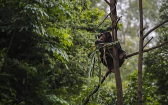 epa09974721 A chimpanzee at the National Zoo in Kuala Lumpur, Malaysia, 25 May 2022.  EPA/FAZRY ISMAIL