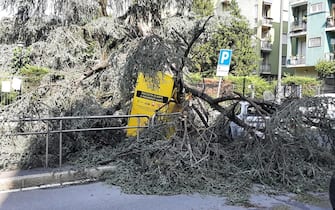 I resti degli alberi caduti vengono tagliati per liberare la viabilità in viale Argonne  Milano, 25 luglio 2023.
ANSA/Bianca Maria Manfredi