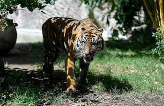 Una tigre di Sumatra si rinfresca nella piscina del BioParco di Roma, Italia, 19 luglio 2023. 
A Sumatran tiger seeks refresh in the BioParco zoo pool in Rome, Italy, 19 July 2023. ANSA/RICCARDO ANTIMIANI