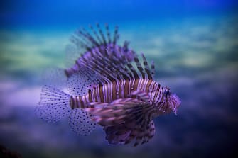 epa05339892 A Lionfish swims at the Two Oceans Aquarium in Cape Town, South Africa, 01 June 2016. The Two Oceans Aquarium is the largest in Africa. Certified as a member of the Heritage Environmental Rating Programme the aquarium is in the process of revamping with new exhibits to be launched on 16 June 2016. Committed to sustainability and education the aquarium regularily hosts school tours as one of their many educational programs.  EPA/NIC BOTHMA